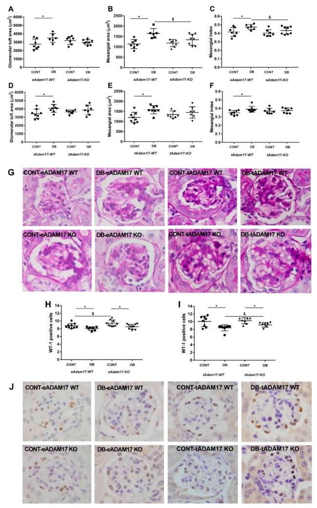 beta Galactosidase Antibody in Immunohistochemistry, Immunohistochemistry (Paraffin) (IHC, IHC (P))