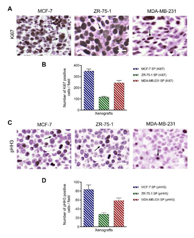 Phospho-Histone H3 (Ser10) Antibody in Immunohistochemistry (IHC)