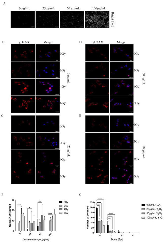 Phospho-Histone H2A.X (Ser139) Antibody in Immunocytochemistry (ICC/IF)