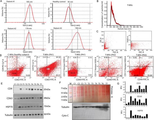 CD9 Antibody in Western Blot (WB)