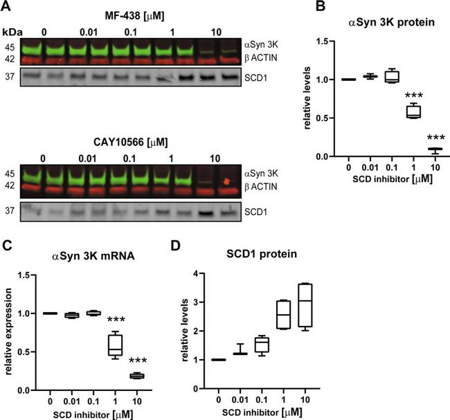 SCD Antibody in Western Blot (WB)