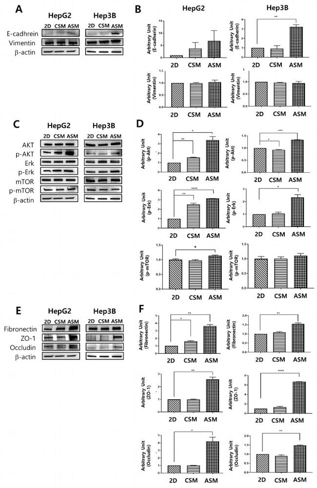 Occludin Antibody in Western Blot (WB)