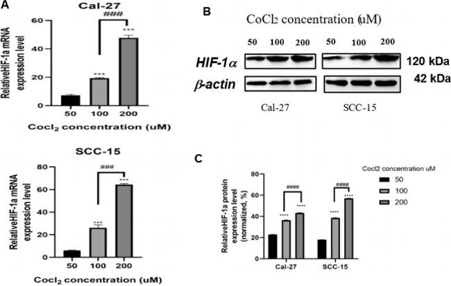 Actin Antibody in Western Blot (WB)