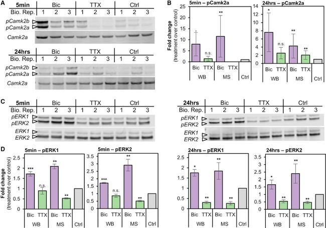 CaMKII alpha Antibody in Western Blot (WB)