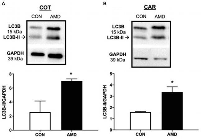 LC3B Antibody in Western Blot (WB)