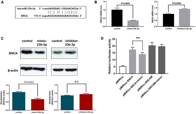 alpha Synuclein Antibody in Western Blot (WB)