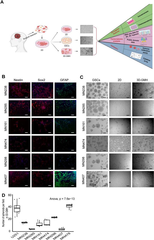 SOX2 Antibody in Immunocytochemistry (ICC/IF)