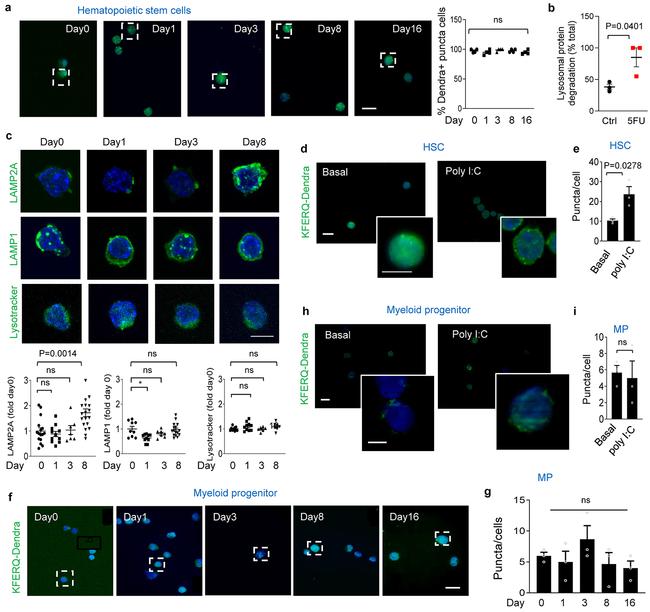 LAMP-2A Antibody in Immunocytochemistry (ICC/IF)