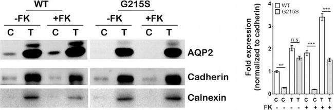 Calnexin Antibody in Western Blot (WB)