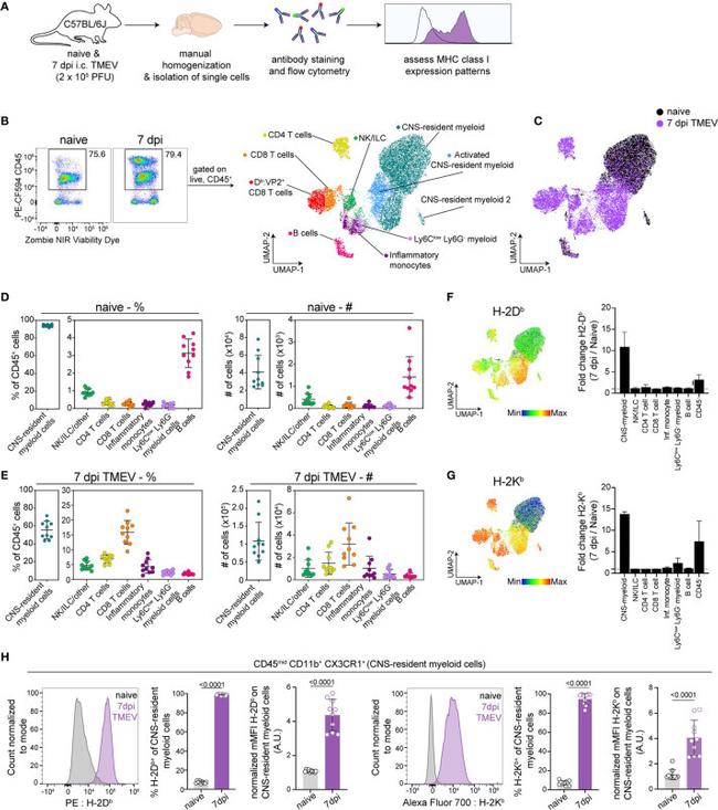 H-2Db Antibody in Flow Cytometry (Flow)