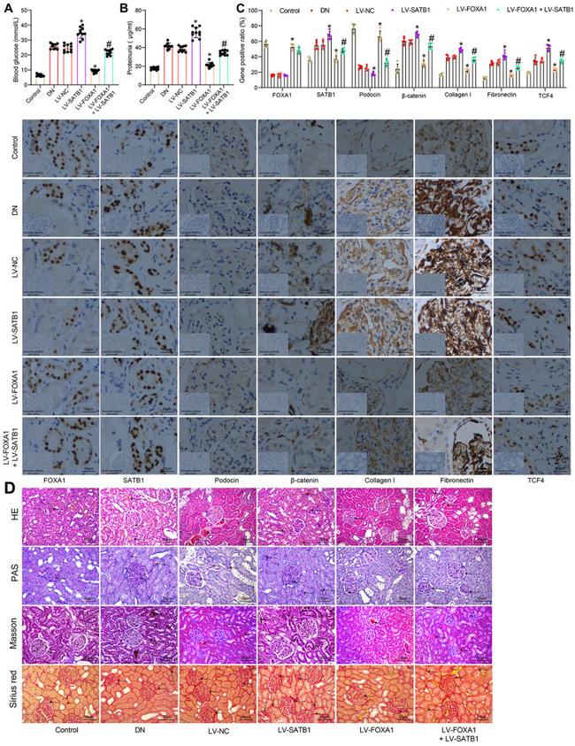 TCF7L2 Antibody in Immunohistochemistry (IHC)