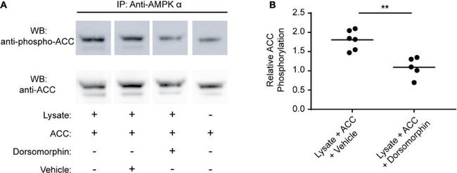 AMPK alpha-1,2 Antibody in Immunoprecipitation (IP)