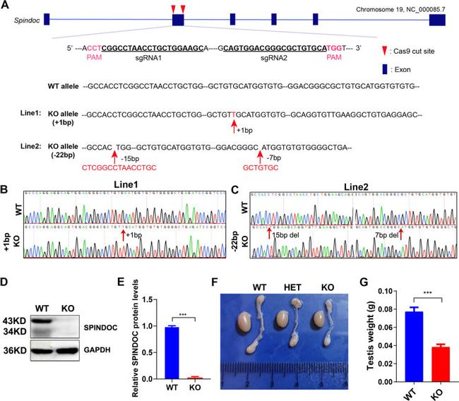 C11orf84 Antibody in Western Blot (WB)