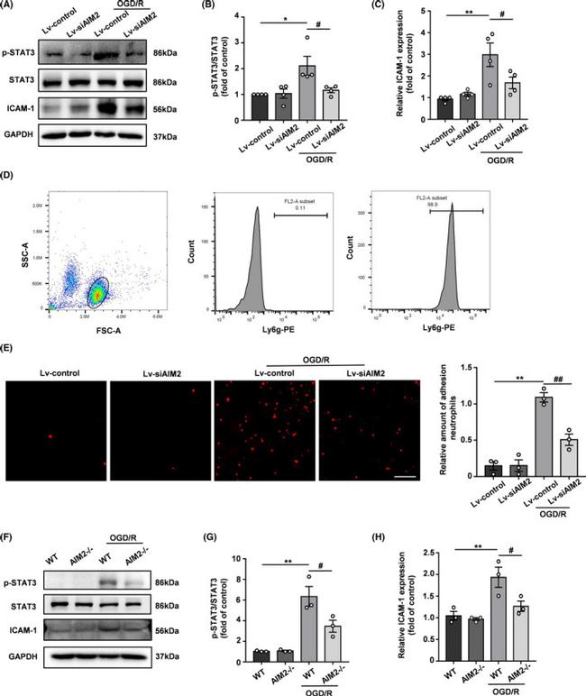 ICAM-1 Antibody in Western Blot (WB)