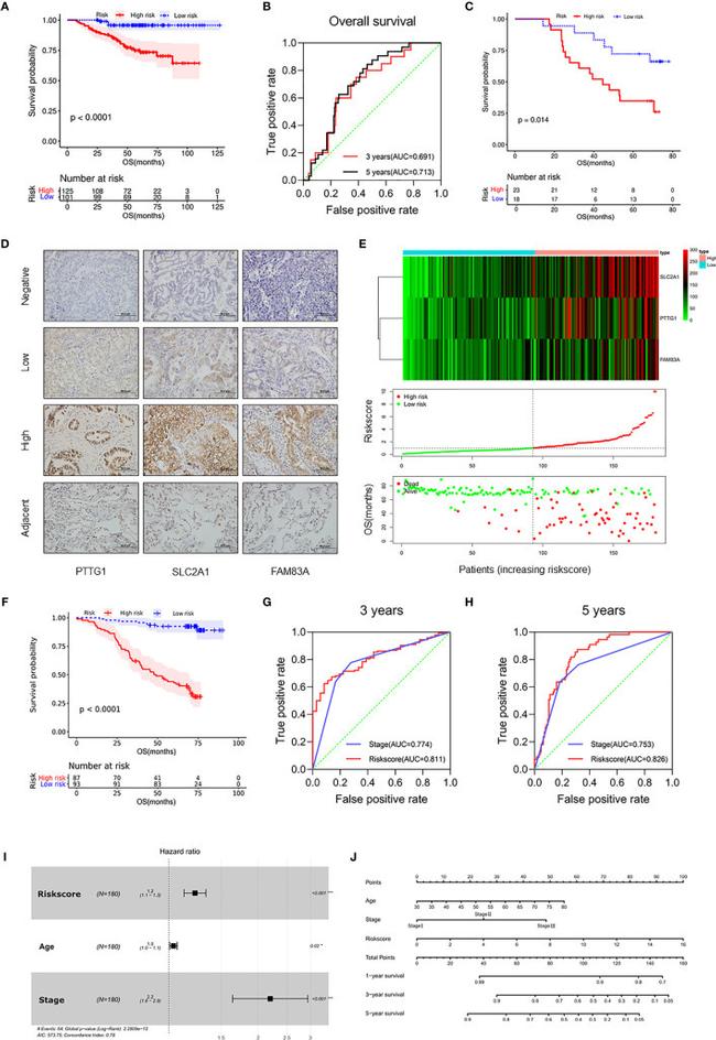 Securin Antibody in Immunohistochemistry (IHC)