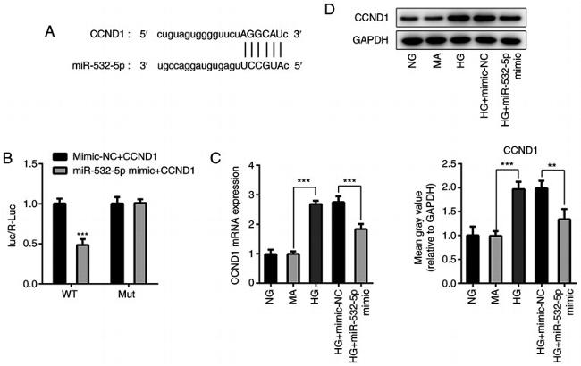 Cyclin D1 Antibody in Western Blot (WB)