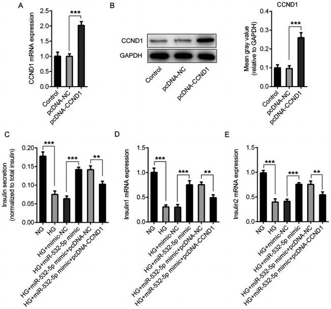 Cyclin D1 Antibody in Western Blot (WB)