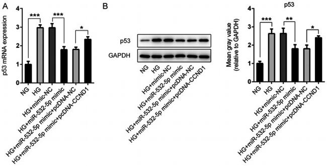 p53 Antibody in Western Blot (WB)