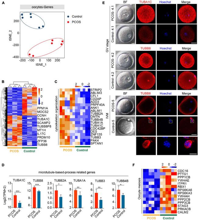 alpha Tubulin Antibody in Immunocytochemistry (ICC/IF)