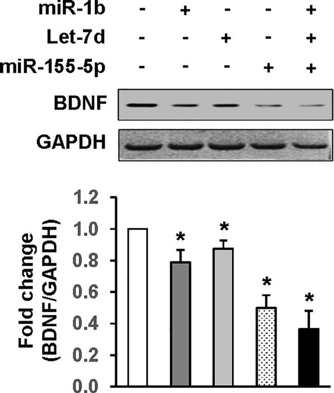 BDNF Antibody in Western Blot (WB)