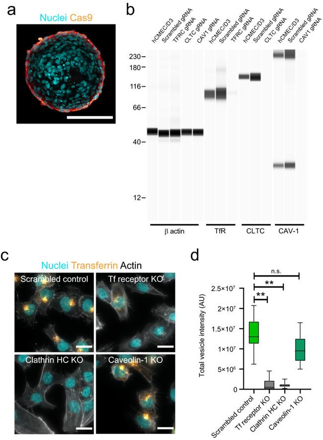 Clathrin Heavy Chain Antibody in Western Blot (WB)