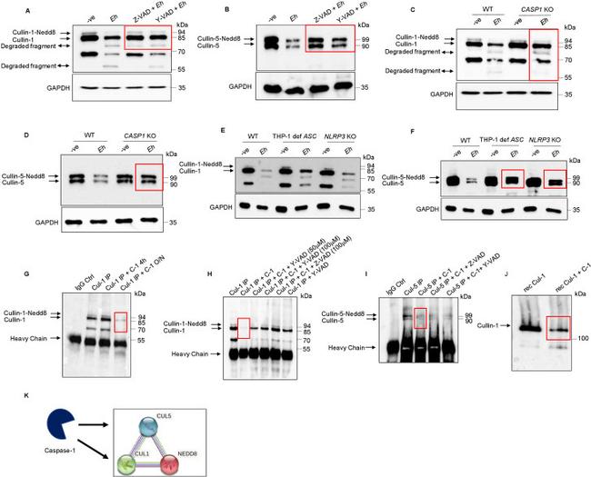 Cullin 1 Antibody in Western Blot, Immunoprecipitation (WB, IP)