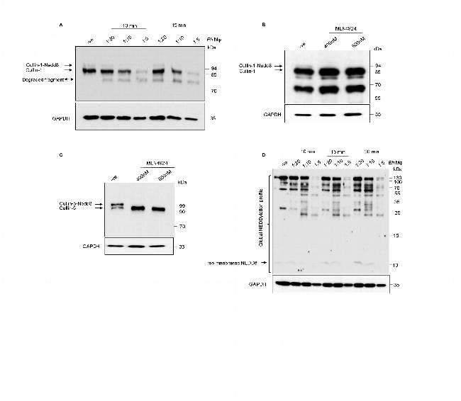 Cullin 1 Antibody in Western Blot (WB)