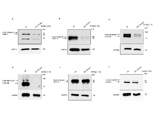 Cullin 1 Antibody in Western Blot (WB)