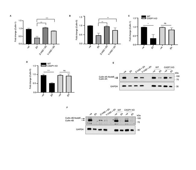 Cullin 4B Antibody in Western Blot (WB)