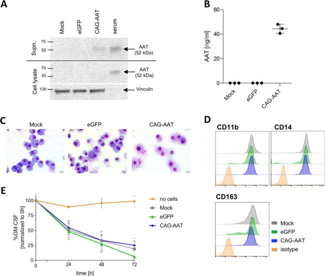 CD163 Antibody in Flow Cytometry (Flow)