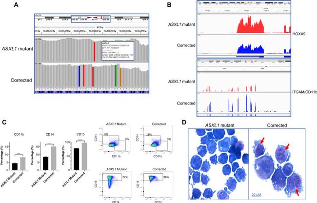 CD11b Antibody in Flow Cytometry (Flow)