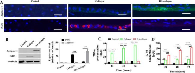 Arginase 1 Antibody in Western Blot (WB)