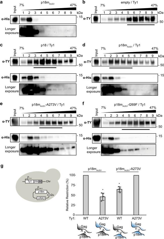 6x-His Tag Antibody in Western Blot (WB)