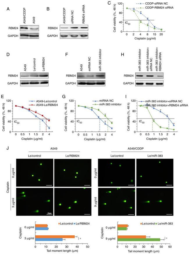 RBM24 Antibody in Western Blot (WB)