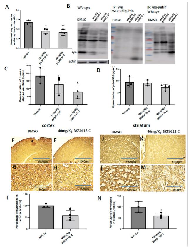 alpha Synuclein Antibody in Western Blot, Immunohistochemistry, Immunoprecipitation (WB, IHC, IP)