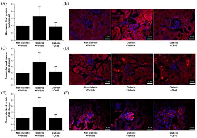 NOX2 Antibody in Immunohistochemistry (Frozen) (IHC (F))