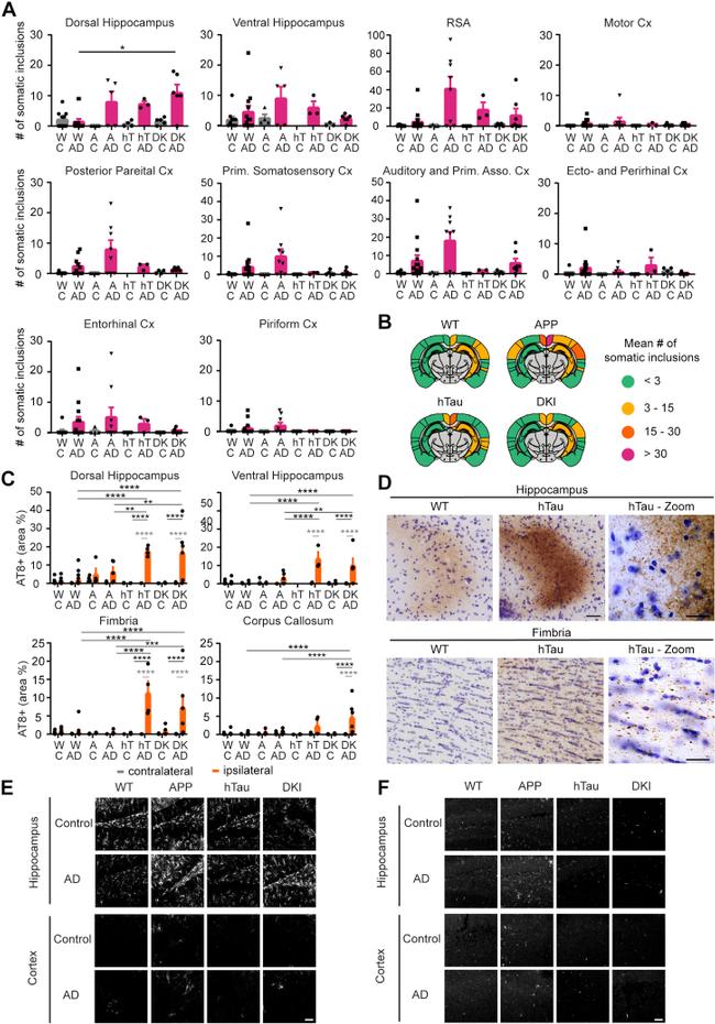 CD68 Antibody in Immunohistochemistry, Immunohistochemistry - Free Floating (IHC, IHC (Free))