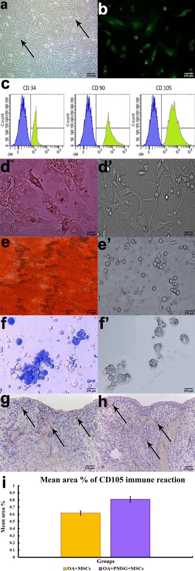 CD90.1 (Thy-1.1) Antibody in Immunohistochemistry (IHC)