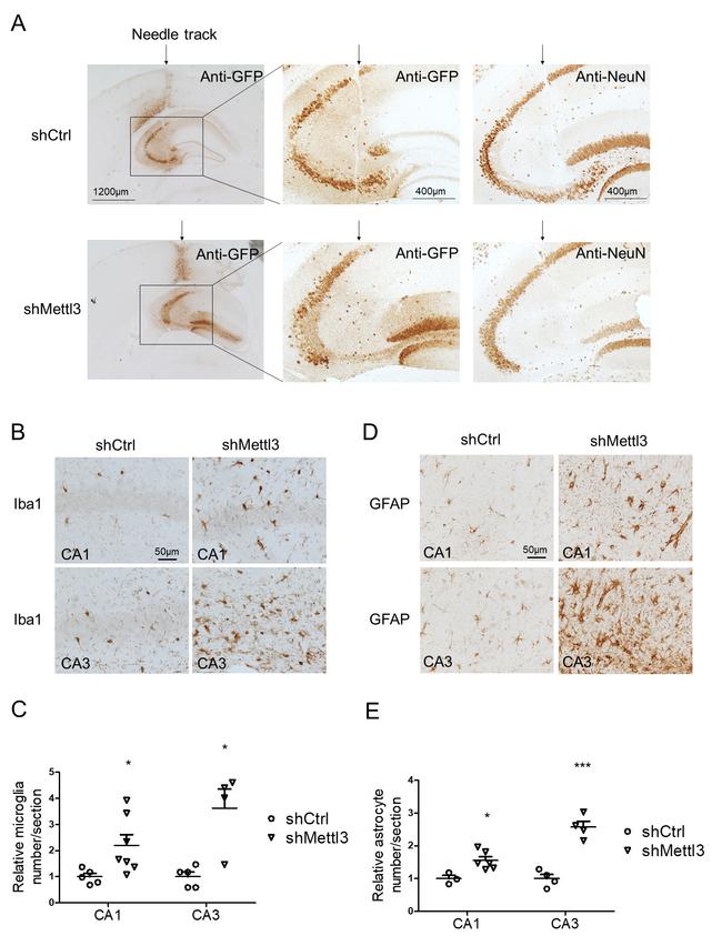 IBA1 Antibody in Immunohistochemistry (IHC)