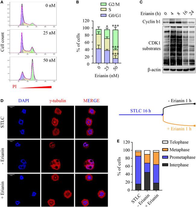 gamma Tubulin Antibody in Immunocytochemistry (ICC/IF)