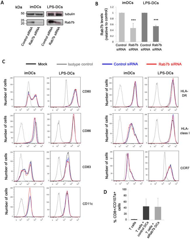 HLA-DR Antibody in Flow Cytometry (Flow)