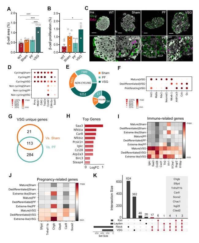 Insulin Antibody in Immunohistochemistry (IHC)