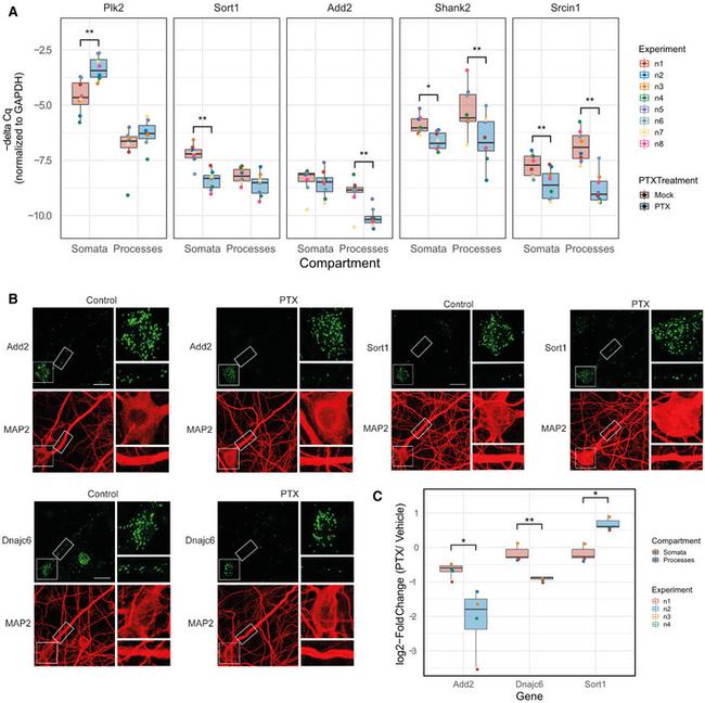 MAP2 Antibody in Immunohistochemistry (IHC)