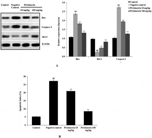 Active/Pro-Caspase 3 Antibody in Western Blot (WB)