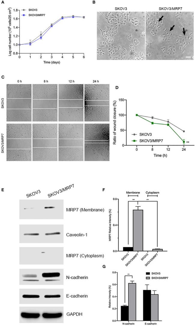 Caveolin 1 Antibody in Western Blot (WB)