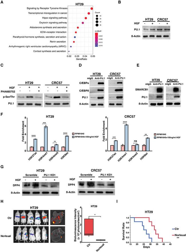 SMARCB1 Antibody in Western Blot (WB)