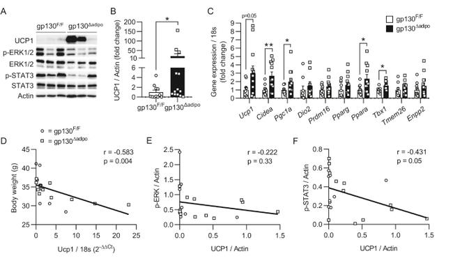 UCP1 Antibody in Western Blot (WB)