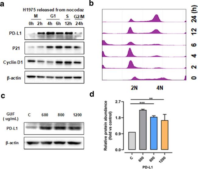 PD-L1 Antibody in Western Blot (WB)