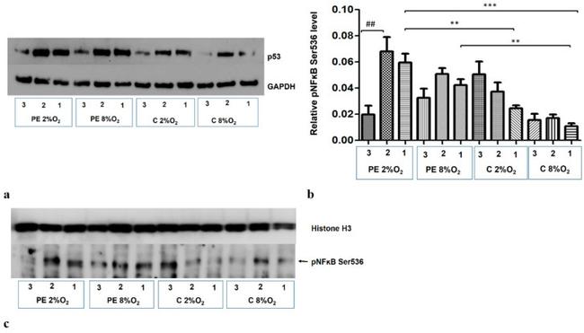 p53 Antibody in Western Blot (WB)