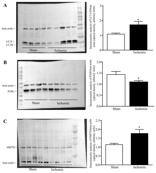 HSP70 Antibody in Western Blot (WB)